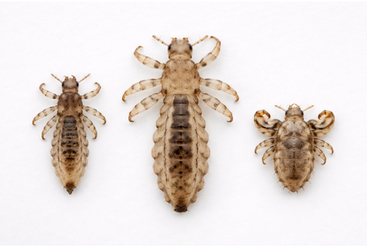 Hoofdluis, kleerluis en schaamluis